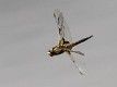 Libellula quadrimaculata in flight
